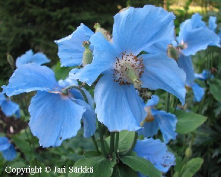 Meconopsis betonicifolia